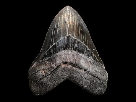 Zahn eines Megalodon-Hai (Carcharocles Megalodon)